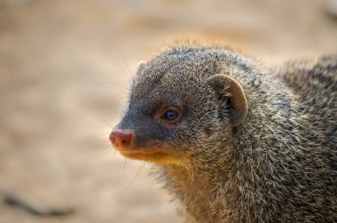 Gruplu firavun faresi, Mungos mungo