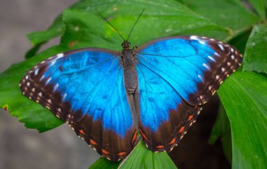Morpho Peleides, Peleides 'in mavi morfosu.