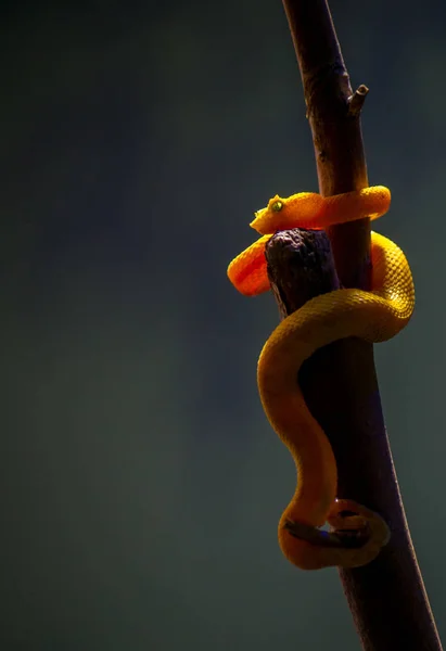 Bothriechis schlegelii, a víbora das pestanas — Fotografia de Stock