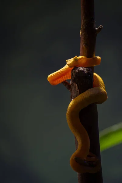 Bothriechis schlegelii, the eyelash viper — Stock Photo, Image