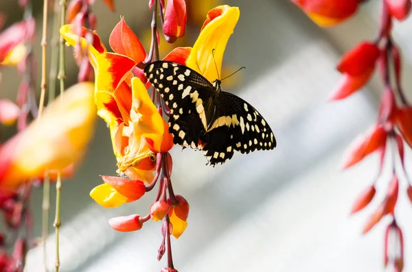 Papillon commun, Papilio demoleus — Photo