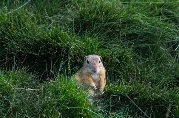 Европейская сухопутная белка, Spermophilus citellus — стоковое фото