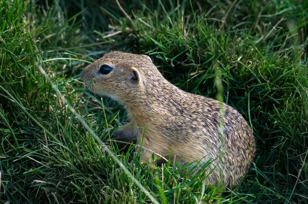 Европейская сухопутная белка, Spermophilus citellus — стоковое фото