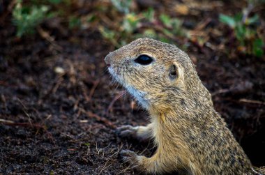 Avrupalı sincap, Spermophilus citellus