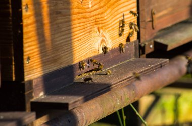 Batıdaki bal arısı 