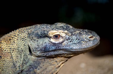 Komodo Ejderi, Varanus komodoensis