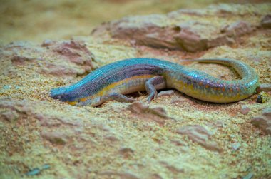 Eumeces schneiderii, yaygın olarak Schneider 's skink veya Berber skink olarak bilinir.