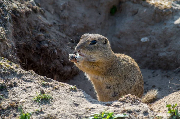 Европейская сухопутная белка, Spermophilus citellus — стоковое фото