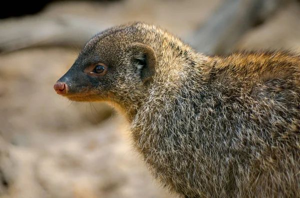 O mangusto lixado, Mungos mungo — Fotografia de Stock