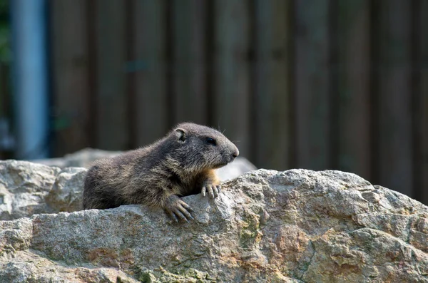La marmotte alpine, Marmota marmota — Photo