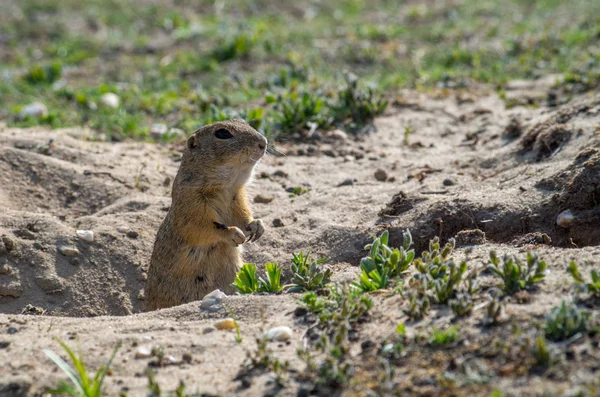 Европейская сухопутная белка, Spermophilus citellus — стоковое фото