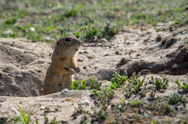 Европейская сухопутная белка, Spermophilus citellus — стоковое фото