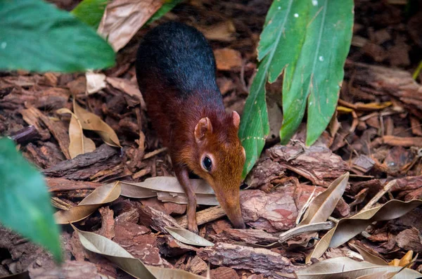 O elefante preto e rufous shrew, Rhynchocyon petersi — Fotografia de Stock