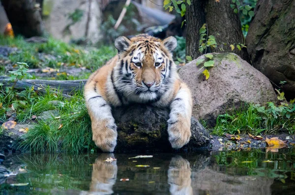 Cria de tigre siberiano — Fotografia de Stock