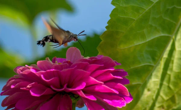 The hummingbird hawk-moth, Macroglossum stellatarum