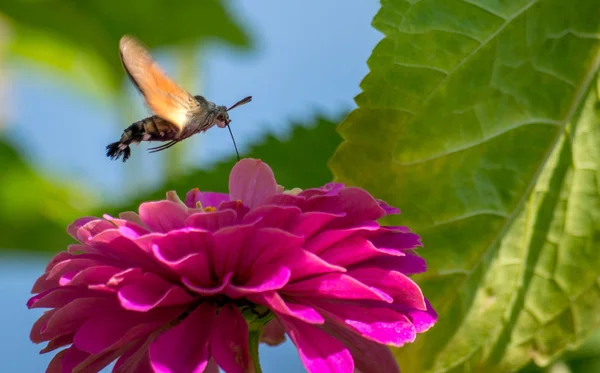 Der Kolibri-Falkenspinner, macroglossum stellatarum — Stockfoto