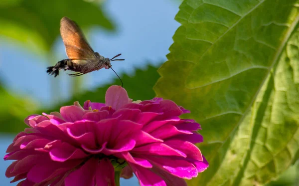 Der Kolibri-Falkenspinner, macroglossum stellatarum — Stockfoto