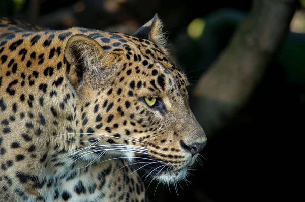 Il leopardo dello Sri Lanka, Panthera pardus kotiya — Foto Stock