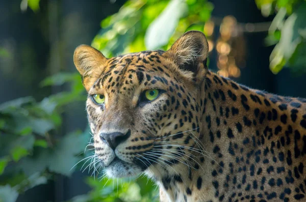 Srílanský leopard, Panthera pardus kotiya — Stock fotografie