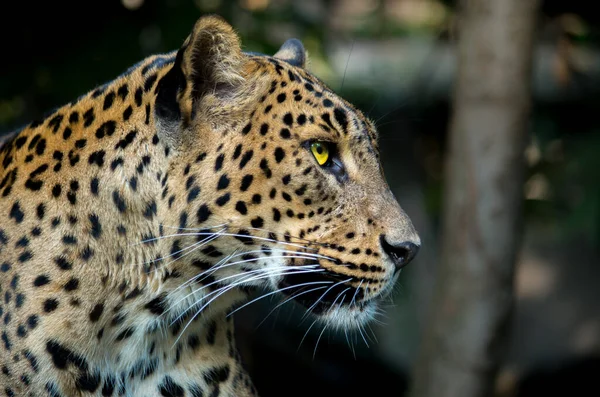 Srílanský leopard, Panthera pardus kotiya — Stock fotografie