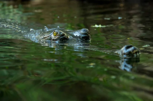 El gavial, Gavialis gangeticus —  Fotos de Stock