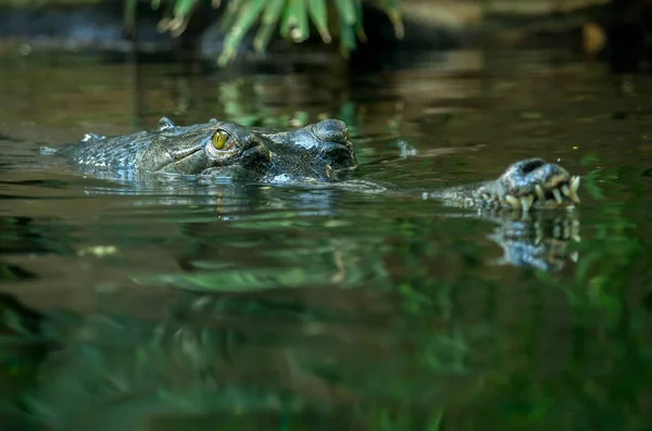 El gavial, Gavialis gangeticus —  Fotos de Stock