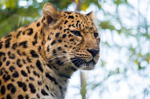 Amur leopardo maschio — Foto Stock