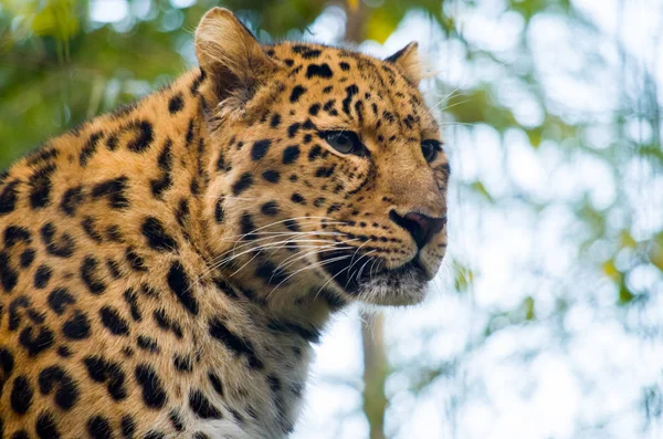 Amur leopard samec — Stock fotografie