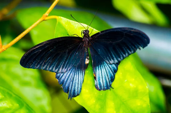Schwarzer und blauer Papilio lowi zephyria exotischer Schmetterling — Stockfoto