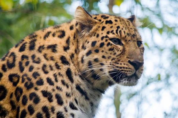 Amur leopard samec — Stock fotografie