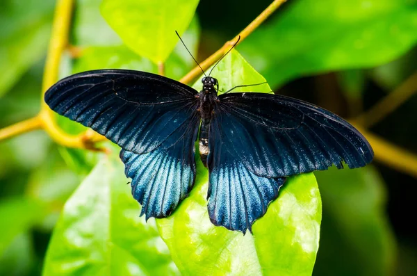 Schwarzer und blauer Papilio lowi zephyria exotischer Schmetterling — Stockfoto