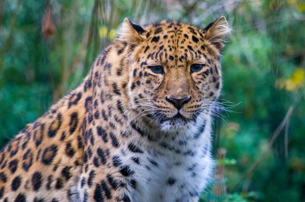 Amur leopardo maschio — Foto Stock