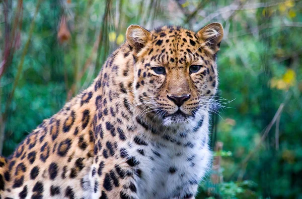 Amur leopardo maschio — Foto Stock