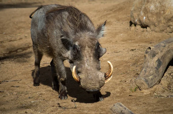 De woestijnwrattenzwijn, Phacochoerus aethiopicus — Stockfoto