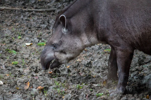 อเมริกาใต้ Tapir — ภาพถ่ายสต็อก