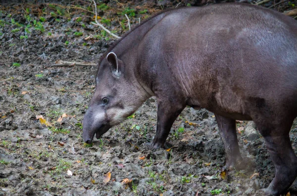 อเมริกาใต้ Tapir — ภาพถ่ายสต็อก