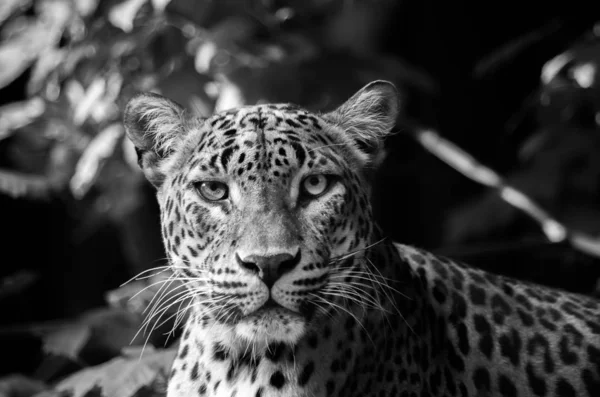 Lampart lankijski, Panthera pardus kotiya — Zdjęcie stockowe