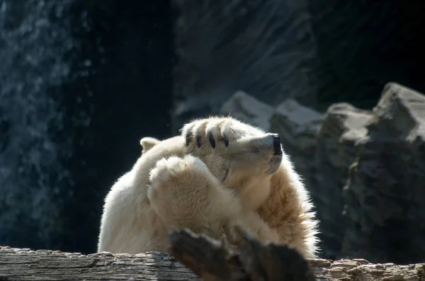 極熊ウルス・マリティマス — ストック写真