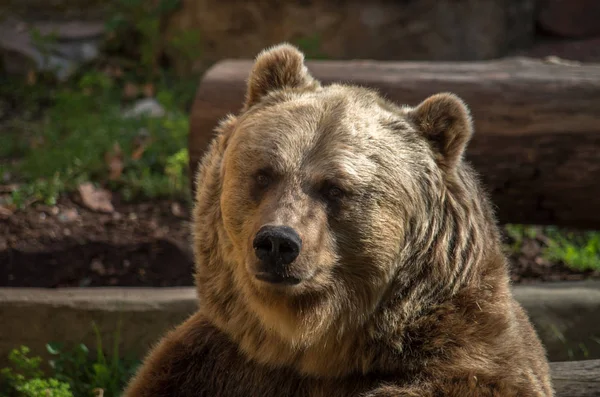棕熊，Ursus arctos — 图库照片