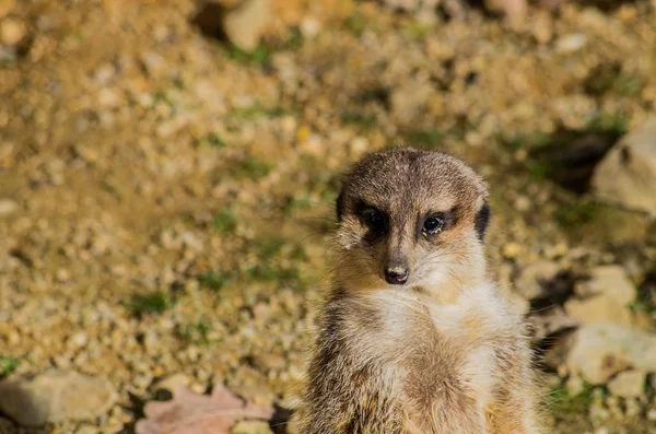 Meerkat se reposant au soleil — Photo