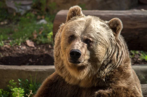 褐色の熊ウルス・アルコス — ストック写真