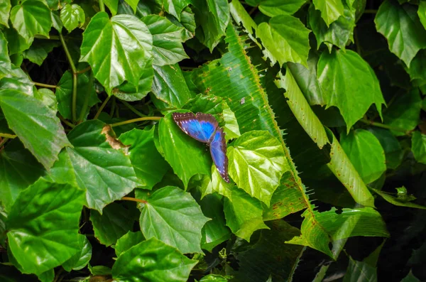 Schmetterling auf einem Blatt — Stockfoto