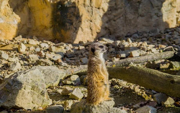 Meerkat покоится на солнце — стоковое фото