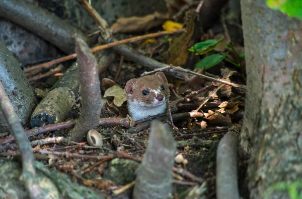 La moindre belette, Mustela nivalis — Photo