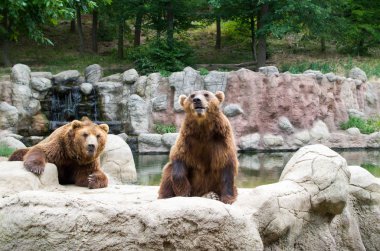 Boz ayı, Ursus arctos