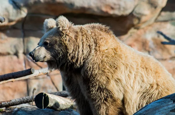 ヒマラヤ産ヒグマウルス・アルコス・イサベリヌス — ストック写真