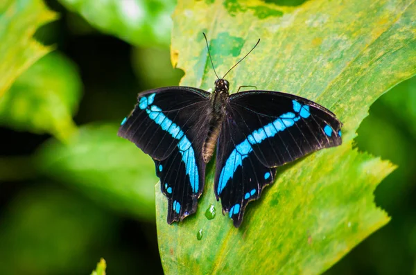 Schmetterling auf einem Blatt — Stockfoto