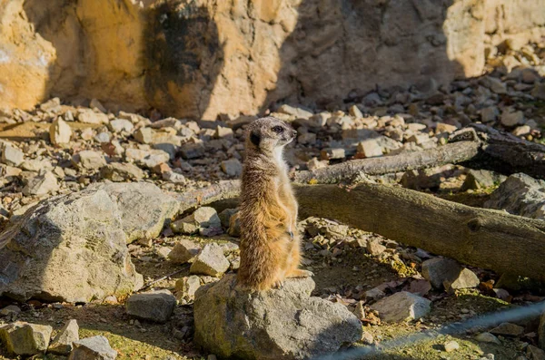 Meerkat покоится на солнце — стоковое фото