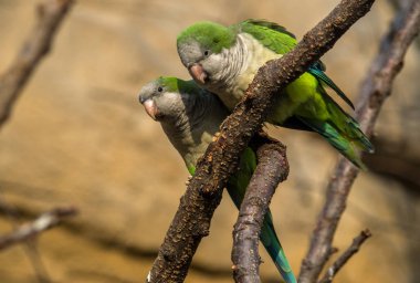 Keşiş muhabbet kuşu, Myiopsitta monachus