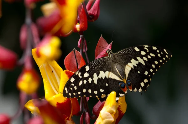 蝶泳是一种常见的、广泛分布的燕尾蝶 — 图库照片
